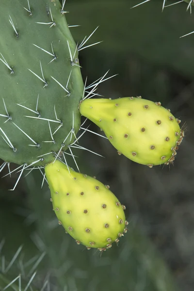 Fruta de cactus de pera espinosa — Foto de Stock
