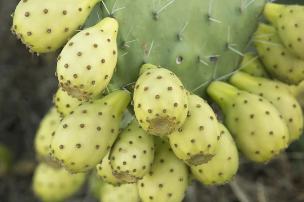 Owoc kaktusa opuncja — Zdjęcie stockowe