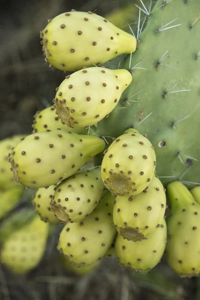 Fruta de cactus de pera espinosa —  Fotos de Stock