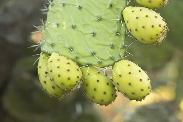 Plody kaktusu Opuncie — Stock fotografie
