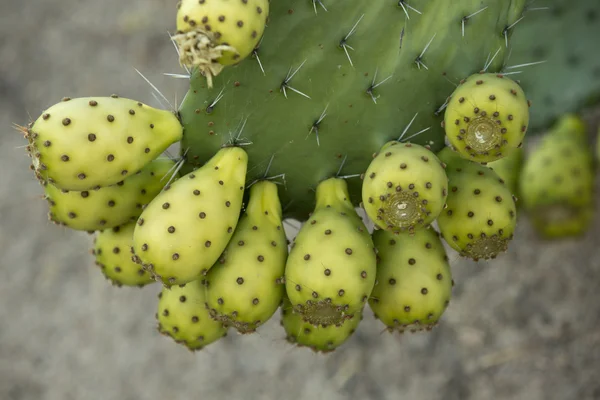 Fruta de cactus de pera espinosa — Foto de Stock