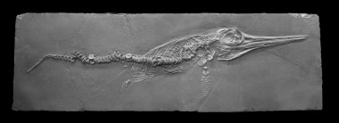 Marine fossil reptil clipart