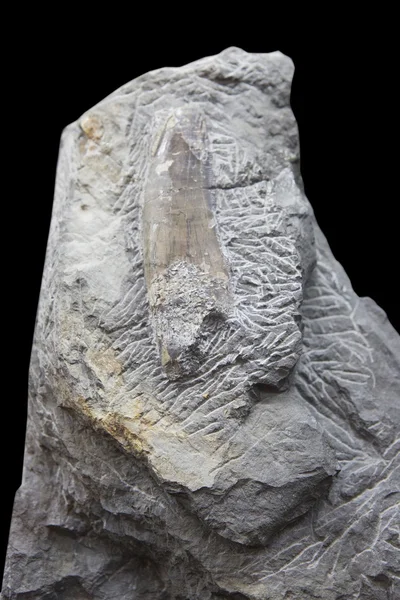 Fósil dental de dinosaurio —  Fotos de Stock