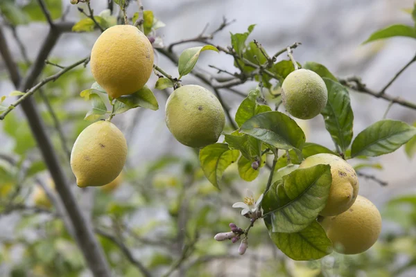 lemon tree with lemons