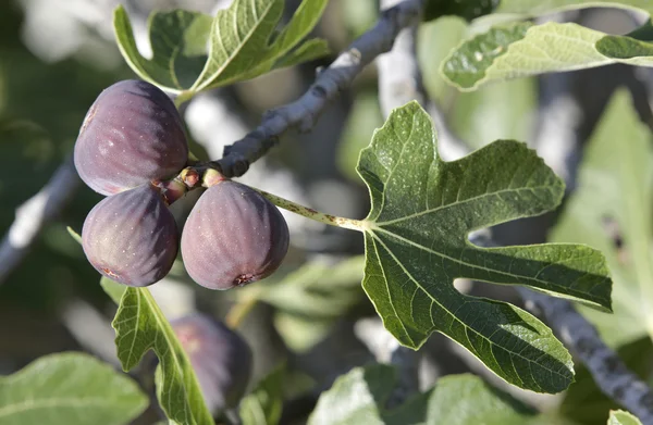 Figs — Stock Photo, Image