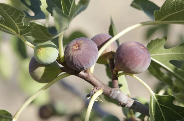 Figs — Stock Photo, Image