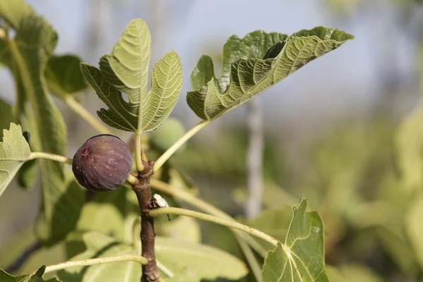 Figs — Stock Photo, Image