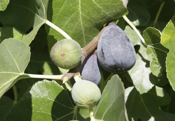 Figs — Stock Photo, Image