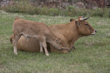 Calf and cow Asturian race. clipart
