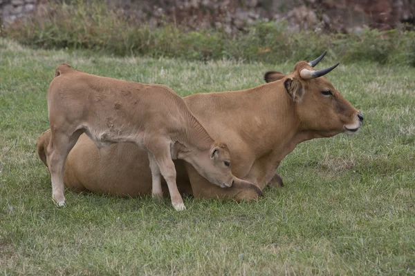 Becerro y vaca raza asturiana . —  Fotos de Stock