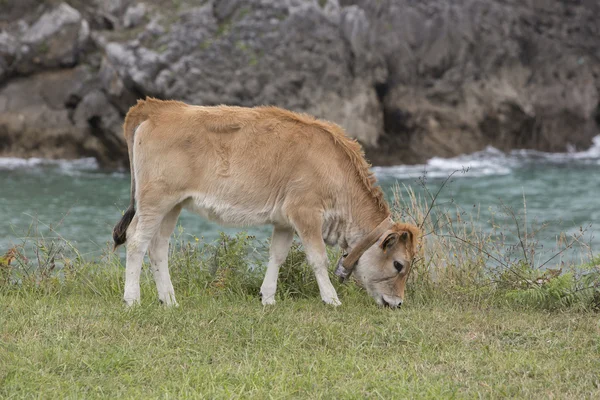 Krávy tele asturština závod — Stock fotografie