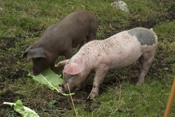 Maiali iberici spagnoli che mangiano sul campo — Foto Stock