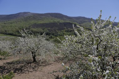jerte vadisinde kiraz çiçekleri