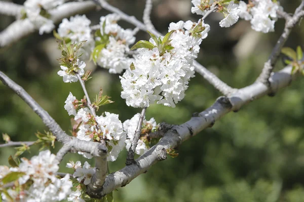Άνθη κερασιάς στην κοιλάδα του jerte — Φωτογραφία Αρχείου