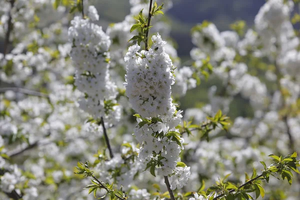 Flores de cerezo en el Valle de Jerte — Foto de Stock