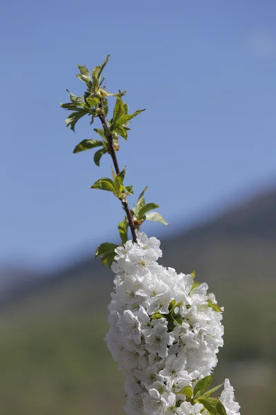 Flores de cerezo en el Valle de Jerte —  Fotos de Stock