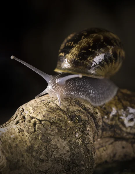 Snail sliding on a branch — Stock Photo, Image