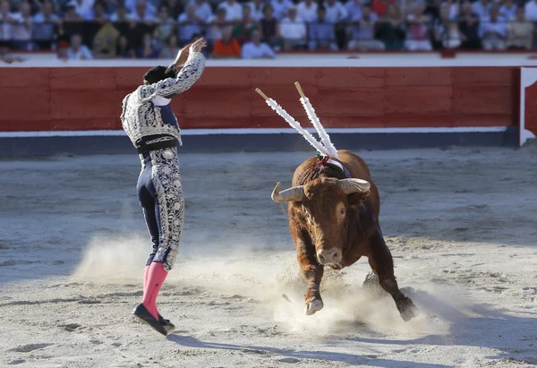 Att placera flaggor tjurfäktare bull — Stockfoto