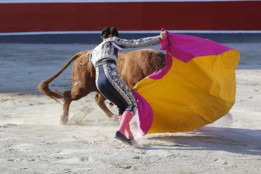 bullring boğa mücadele