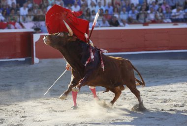 bullring boğa mücadele