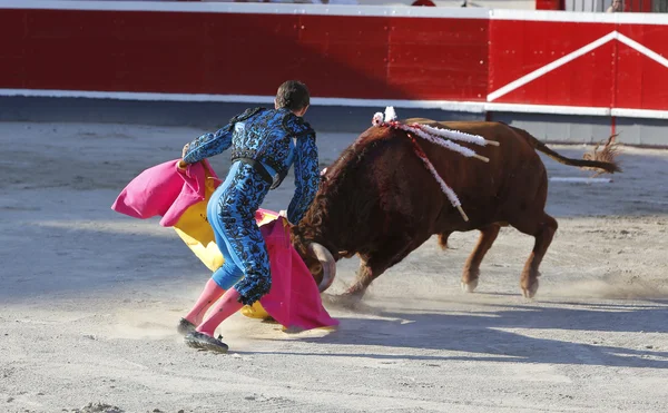 Lotta contro il toro nell'arena — Foto Stock