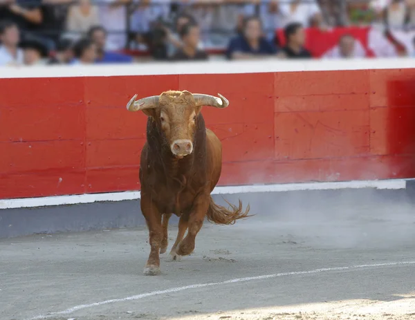 Bullring için boğa — Stok fotoğraf