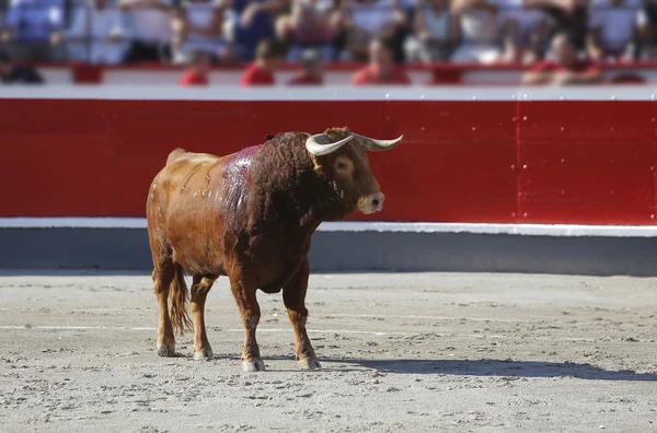 Tjuren ut till tjurfäktningsarenan — Stockfoto