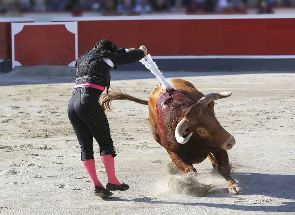 Att placera flaggor tjurfäktare bull — Stockfoto