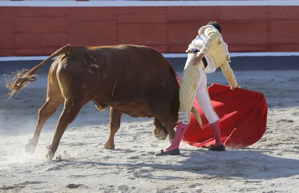 Taureau de combat dans la arène — Photo