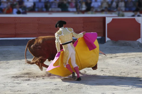 Taureau de combat dans la arène — Photo