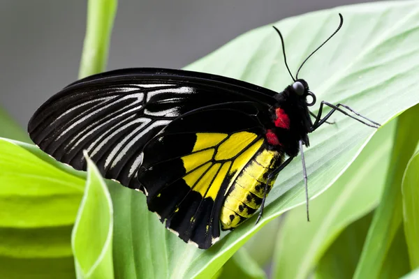 Black and yellow butterfly Stock Picture