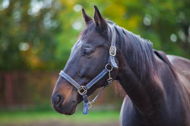 Safkan beyaz at portresi
