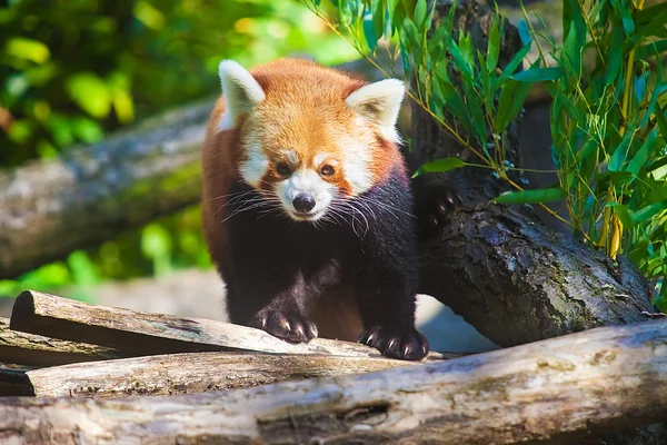 Portrét roztomilý Panda červená — Stock fotografie