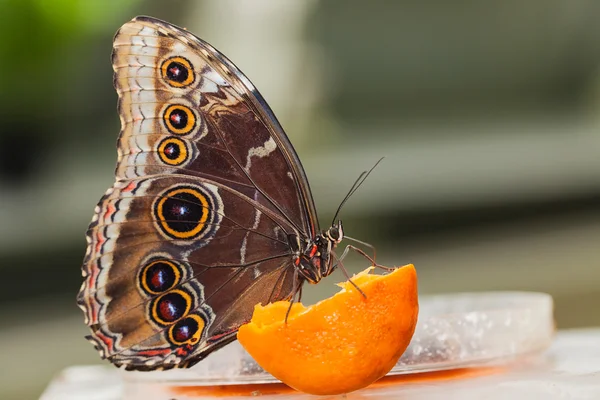 Borboleta azul morfo — Fotografia de Stock