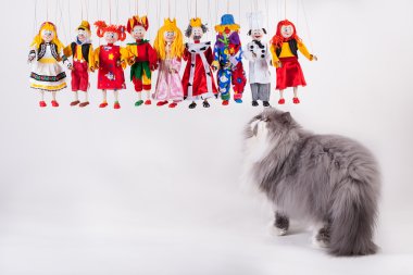Şirin Farsça kedi kuklalar ile oynarken
