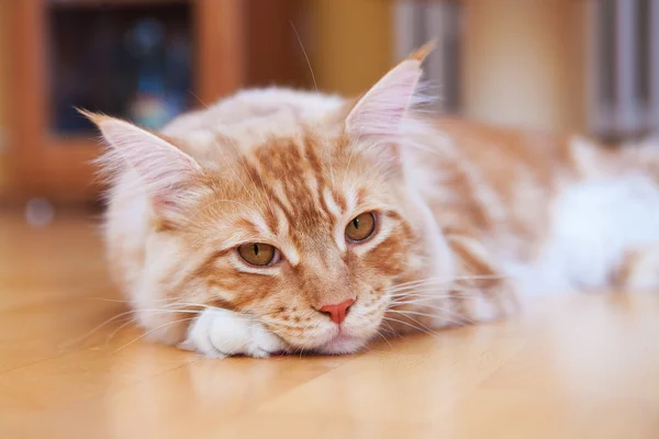 床の上に横たわる赤メインクーン子猫 — ストック写真
