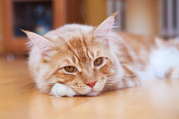 Kırmızı Maine Coon kedi yerde yatarken