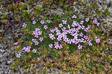 Yaz peyzaj: Westfjords, Iceland