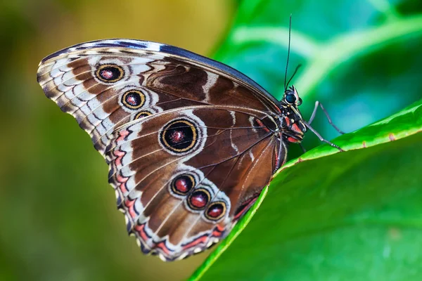 Голубая морфийская бабочка — стоковое фото
