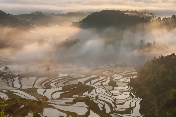 Reisfelder auf Terrassen in Surice, — Stockfoto