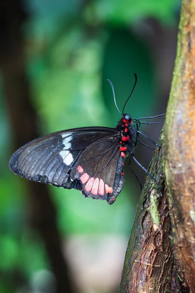 Emerging Butterfly — Stock Photo, Image