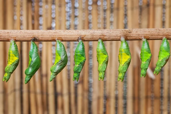 Monacrch batterfly chrysalis — Stockfoto