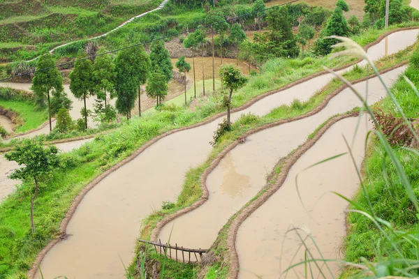 Farm on rice terraced fields in surice, — Stock Photo, Image