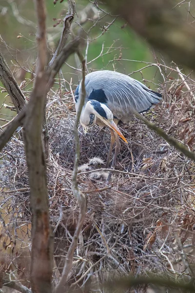 Great Blue Heron og kyllinger - Stock-foto