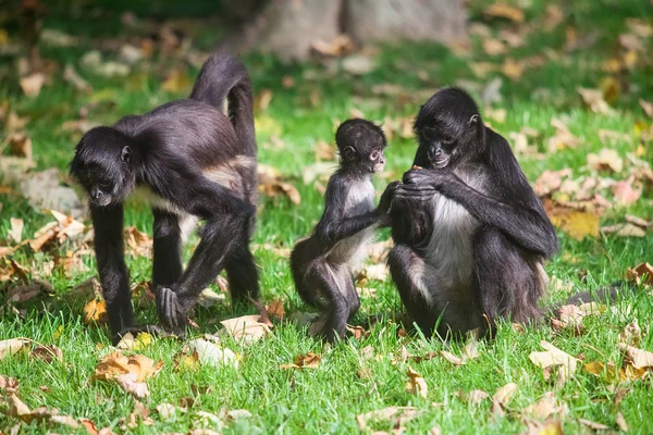 Geoffroys Czepiak brązowy. Ateles geoffroyi — Zdjęcie stockowe