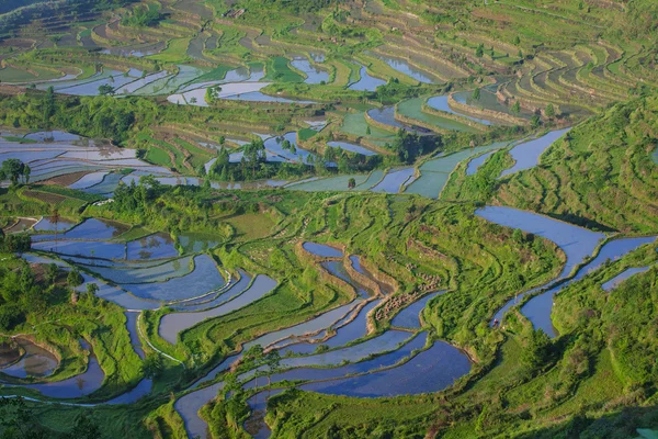 Reisfelder auf Terrassen in Surice — Stockfoto
