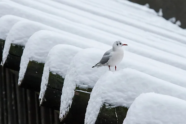 Mouette sur barrière de bois devant Lavka, pont Charles — Photo