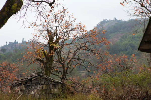 Casa de campo en ruinas y árbol de caqui —  Fotos de Stock