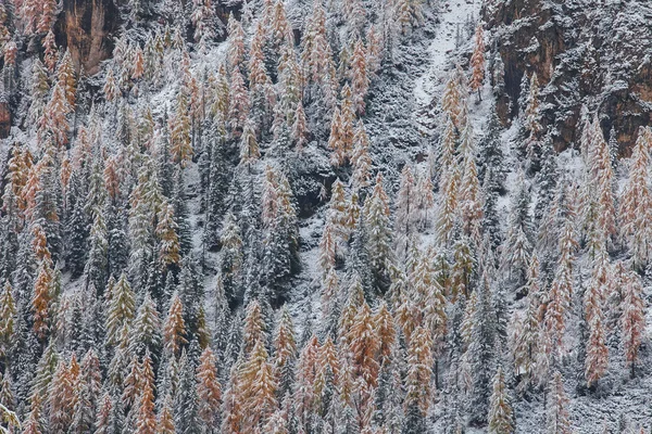 Árboles nevados bajo la primera nieve en Dolomitas italianas —  Fotos de Stock