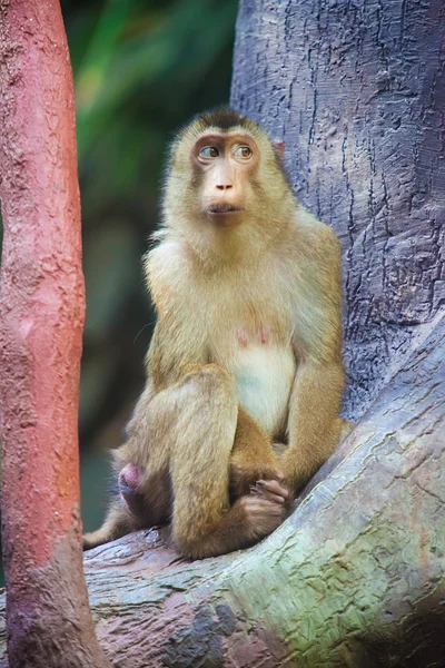 Macaco triste - Macaca nemestrina — Foto de Stock